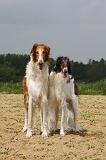 BARZOI 030